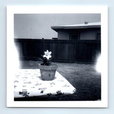 Old Vintage Square Photo FLOWER POT IN YARD GHOST LIGHT SNAPSHOT PHOTOGRAPH picture