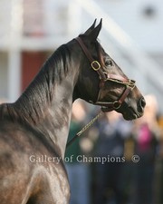 Zenyatta Portrait #1 Photo 8