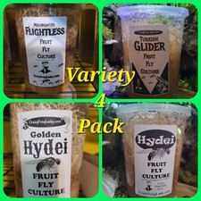 Fruit Fly Culture 4Pack Variety Live Flightless Turkish Gliders Golden and Hydei picture