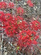 Red Spider Lily (Lycoris Radiata) Bulbs (20 small) picture