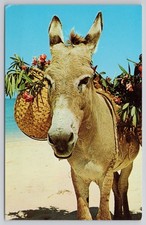 Vintage Postcard Charlie The Donkey Floor Shows Beach Jamaica West Indies WI picture