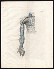 Antique Print-ANGIOLOGY-ARTERY-CHEST-ARM-SHOULDER-BREAST-I-Richter-Schroter-1834 picture