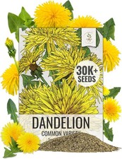 Common Dandelion Herb 30,000+ Seeds for Planting Non-GMO Heirloom & Untreated picture