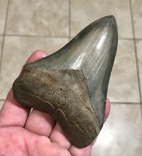 ABSOLUTELY GORGEOUS & SELF-BITTEN- 4.32” -S.CAROLINA-MEGALODON SHARKTOOTH FOSSIL picture