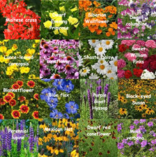 Bulk Wildflower Seed Mix - 187,500 Seeds, All Perennial, Covers 1000 SQFT picture