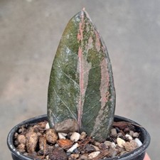 ZZ Rare Zamioculcas Zamiifolia Raven Black Orange Green Variegated Plant 08 picture