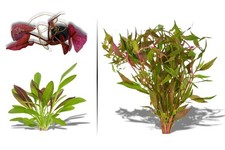 Plant Bundle: Red Flame Sword, Alternanthera Reineckii & Red Tiger Lotus Bundle picture