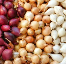 3 Colors Mixed Onion Sets (Bulbs) | Yellow, Red White Set For 2025 Fast Shipping picture