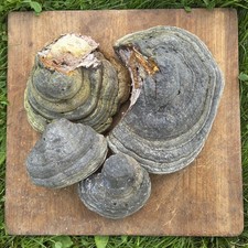 Whole Tinder Fungus(Fomes fomentarius) 700 gramm-100% Natural, Wild-Harvested picture