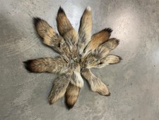One ( 1 ) Beautiful, LARGE, COYOTE tail -Tails, with key chain ( Canis latrans picture