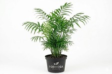Parlor Palm - Live Plant in a 4 Inch Pot - Easy Care -Chamaedorea elegans picture