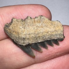 Large Rare SEVENGILL COW SHARK Fossil Shark Tooth Megalodon Era 1.11 Inches picture