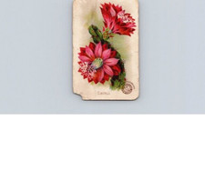 1880s-90s Arm & Hammer Beautiful Flowers No 30 Cactus picture