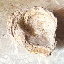 Unidentified Natural Rock Mineral Specimen Fossil Rock Specimen picture