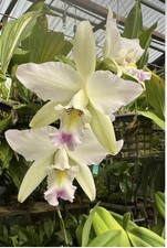 Laelia anceps Helen x Guerrero Orchid Rare Species 4” Pot Live Plant No Spike picture