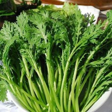 1500+Garland Chrysanthemum seeds Shungiku,,Tong Ho,Free Shipping,US SELLER picture