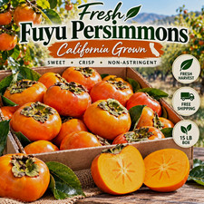 Fresh Harvest Fuyu Persimmons 15 lb Box California Grown Non-Astringent picture