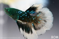 ULTRA RARE HULK  I  BETTA MALE HALFMOON GOLDEN AVATAR EMERALD | BOM-B287 picture