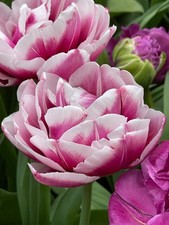 Tulip 'Ocean Drive' 10 Flower Bulbs,  picture