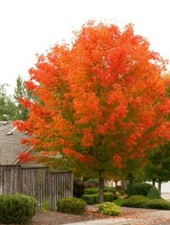Maple Glorys Octobers Very Fast Growing Red Cultivar Garden Live Plant Quart Pot picture