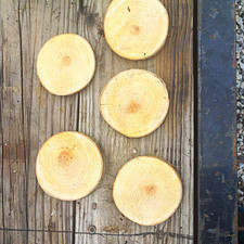 Unique Unfinished CottonWood 4 to 6” Slice  w/ Bark Edge, Lot of 10 picture