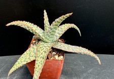 Aloe cv. 'Bright Ember' HYBRID - Rare Succulent Well Rooted Plant - 2