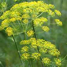 DUKAT DILL SEEDS 1000+ Anethum graveole ANNUAL herb GARDEN pickling  picture