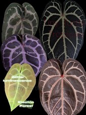 Anthurium Bundle Colorful Emergents: Doc Block, NSE Tropicals, UPDATED picture