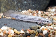 2-Pack Senegal Bichir (Polypterus senegalus) – 2–2.5” Tank-Raised Live Fish picture