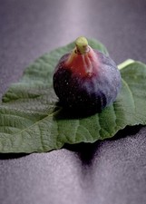 White Madeira & other varieties fig starter (Please read Description to select) picture