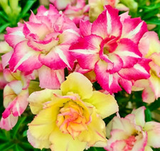 2 Desert Rose Plants. Yellow and Red flowers. Grown from seed. Triple. picture