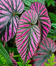 Begonia Brevirimosa Exotica Red Live Plant - 4-6