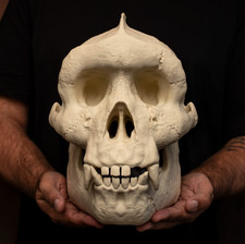 Bigfoot Sasquatch Skull Replica Life Size Cryptid Skull Exclusive Sculpture picture