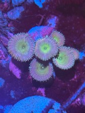 Beauty and the Beast Palythoas - Live Saltwater Paly Zoa Coral Marine Reef Tank picture