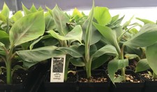 Goldfinger Dwarf Banana Plant - Live Plant - FHIA-01  picture