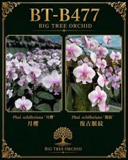 Phalaenopsis schilleriana (月樱 x 龍纹复古脈纹) picture