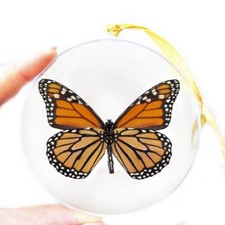 Danaus plexippus verso REAL ORANGE MONARCH BUTTERFLY CHRISTMAS ORNAMENT GIFT USA picture