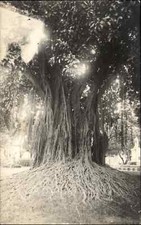 Hawaii HI Tree w/ Massive Route System c1920 Unidentified Real Photo Postcard picture