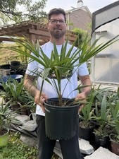 Trachycarpus wagnerianus x fortunei Small 3 Gallon– Cold Hardy Hybrid picture