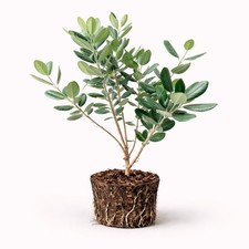 PLANT NOOK Pineapple Guava (Feijoa) Live Plant Starter Plug 2-Pack | Tropical picture