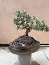 Stunning Live Juniper pre Bonsai in Premium Ceramic Pot Thick Trunk Great Form picture