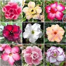 125+ Mixed Color Desert Rose Seeds for Planting - Adenium Obesum Succulent Seeds picture