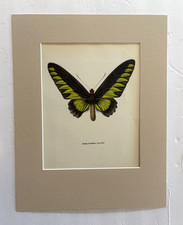 Vintage 1965 Butterfly Print: Troides Brookiana/Ralph Brook's Birdwing 11x14 Mat picture