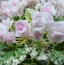 2 African Violet Leaves ~ *WATERMELON SNOW * ~ picture
