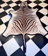 Zebra hide rug / skin - A large A grade South African Burchell Zebra hide taxide picture
