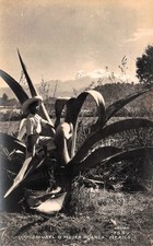 Mexico Ixtaccihuatl Mujer Blanca Volcano Agave RPPC Real Photo Vtg Postcard K34 picture