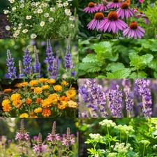 8 Medicinal Herb Seed Collection, Non-GMO, Fast Growing, Easy to Grow picture