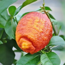 Thailand Red Lemon Fruit Plant 3 cuttings , no roots- imported picture