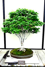 10 Japanese Gray Bark Elm (Zelkova serrata) Tree Seeds Bonsai Very FAST Growing picture