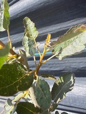 RARE Boswellia scopulorum seed grown no Bursera Commphora Euphorbia picture